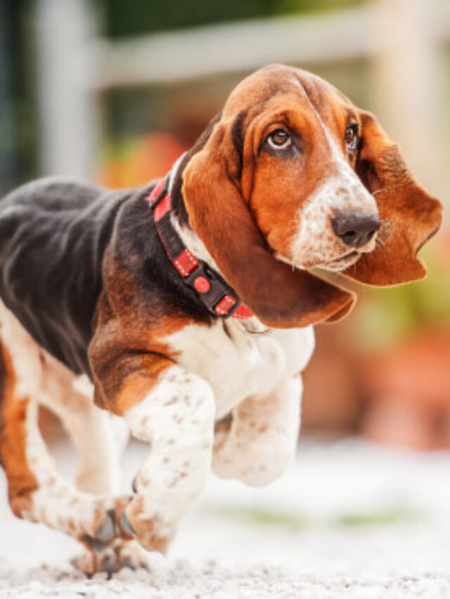 8 Dog Breeds Specially Know For Their Charm