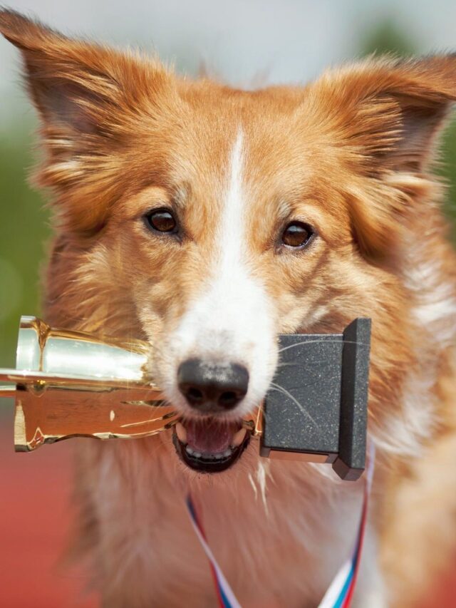 7 Most Cunning Dog Breeds In The World