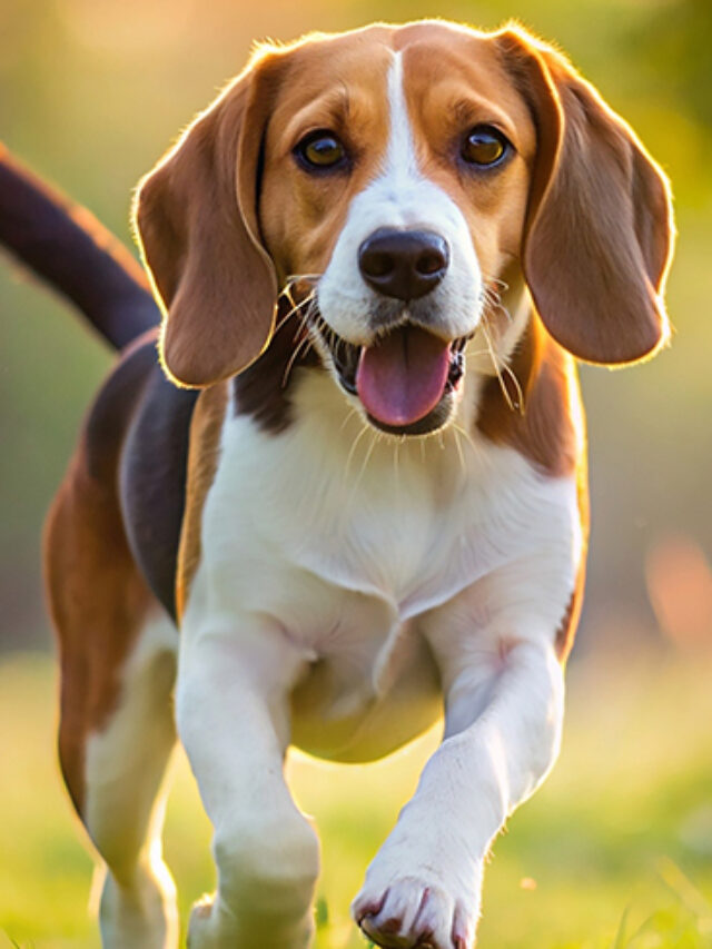 Top 7 Dog Breeds Who Are Life Savers