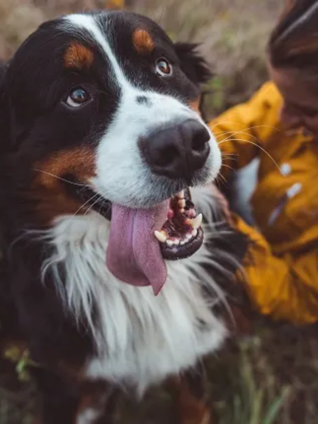 8 Best Dog Breeds Specially Made For Emotional People