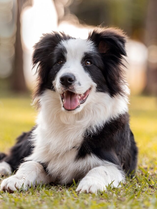 Top 5 Dog Breeds Know For Their Intelligence