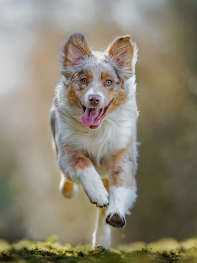 Top 8 Dog Breeds Who Can Run With Crazy Speed