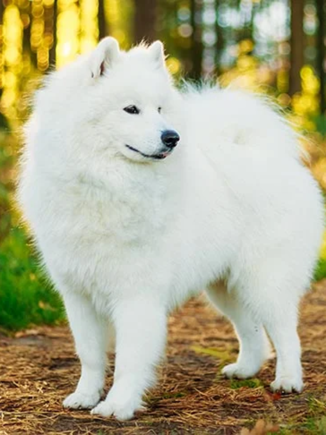 Top 8 Most Expensive Dog Breeds